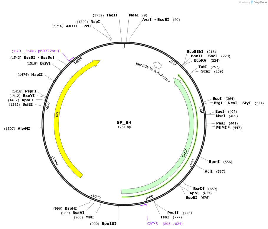 228154-plasmid-map-sequence-id-451646