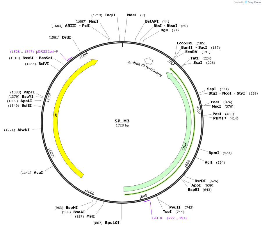 228189-plasmid-map-sequence-id-451647