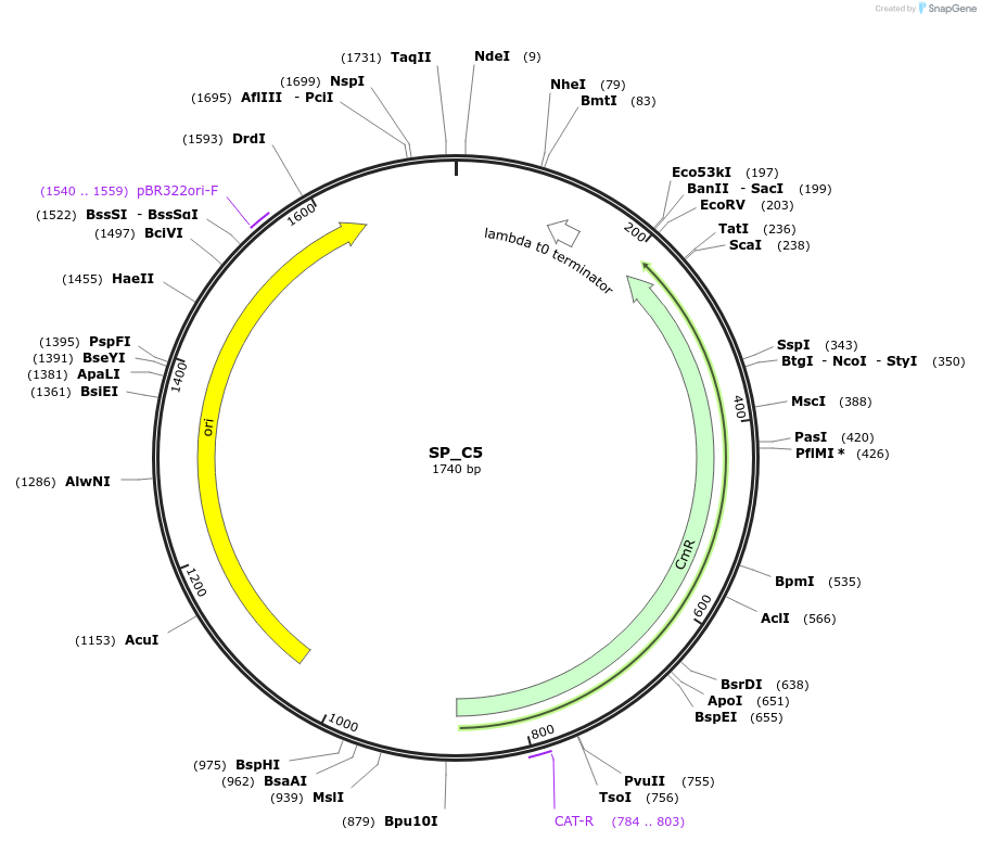 228161-plasmid-map-sequence-id-451648