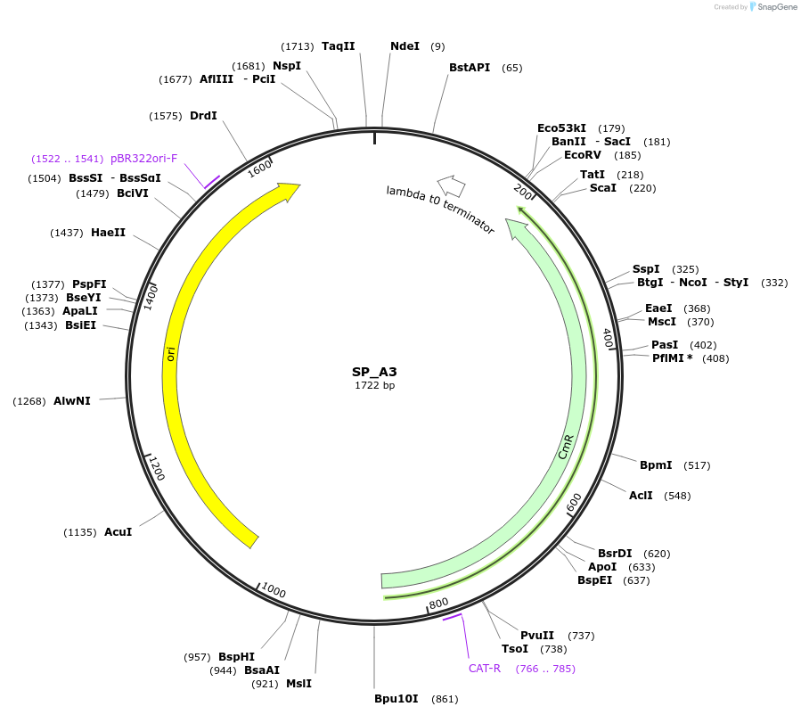 228147-plasmid-map-sequence-id-451649