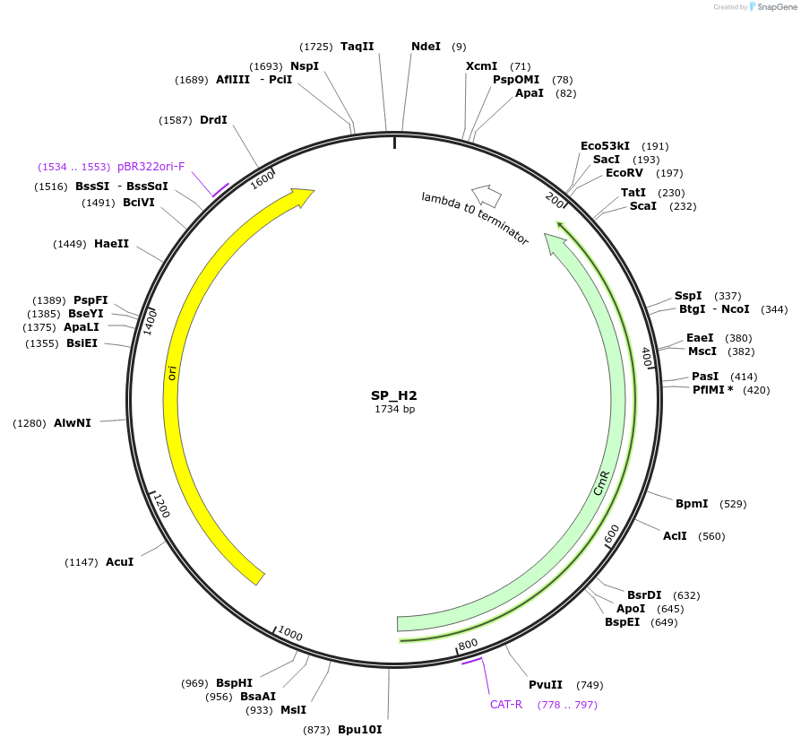 228188-plasmid-map-sequence-id-451650