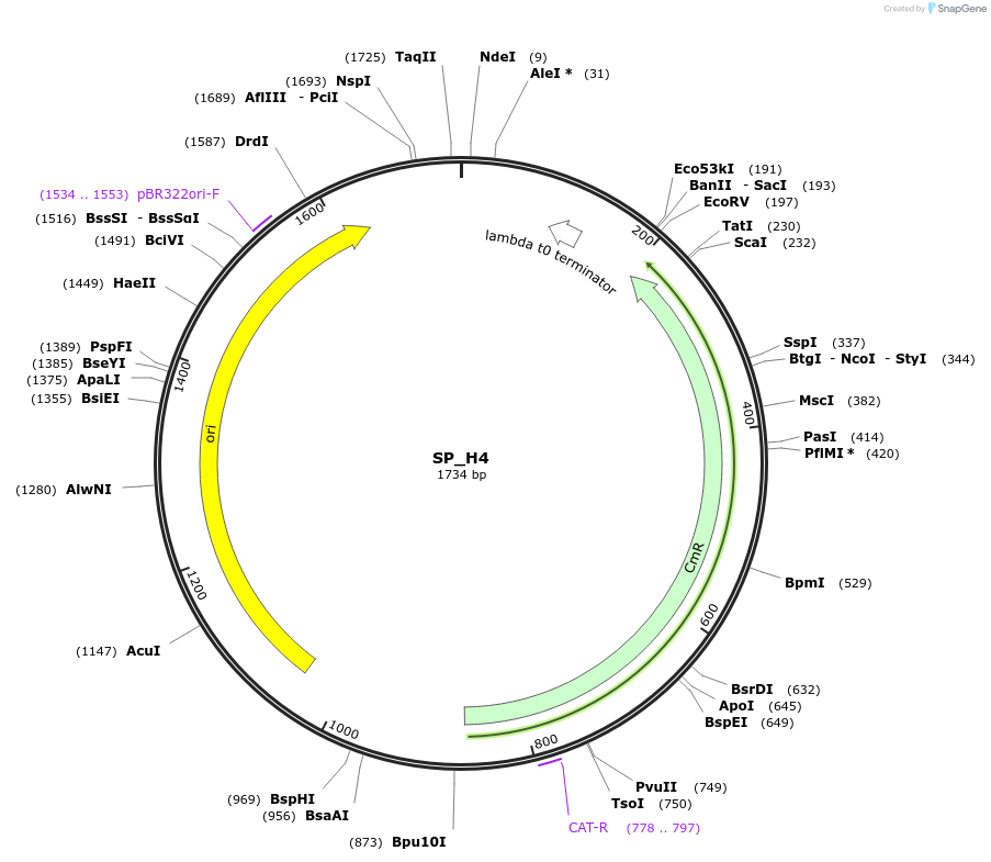 228190-plasmid-map-sequence-id-451651