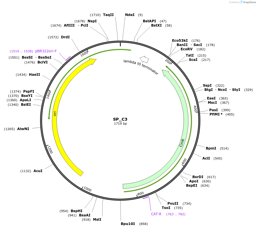 228159-plasmid-map-sequence-id-451652
