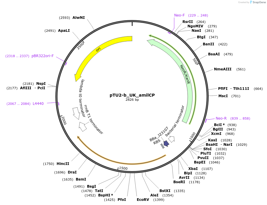 204064-plasmid-map-sequence-id-451677