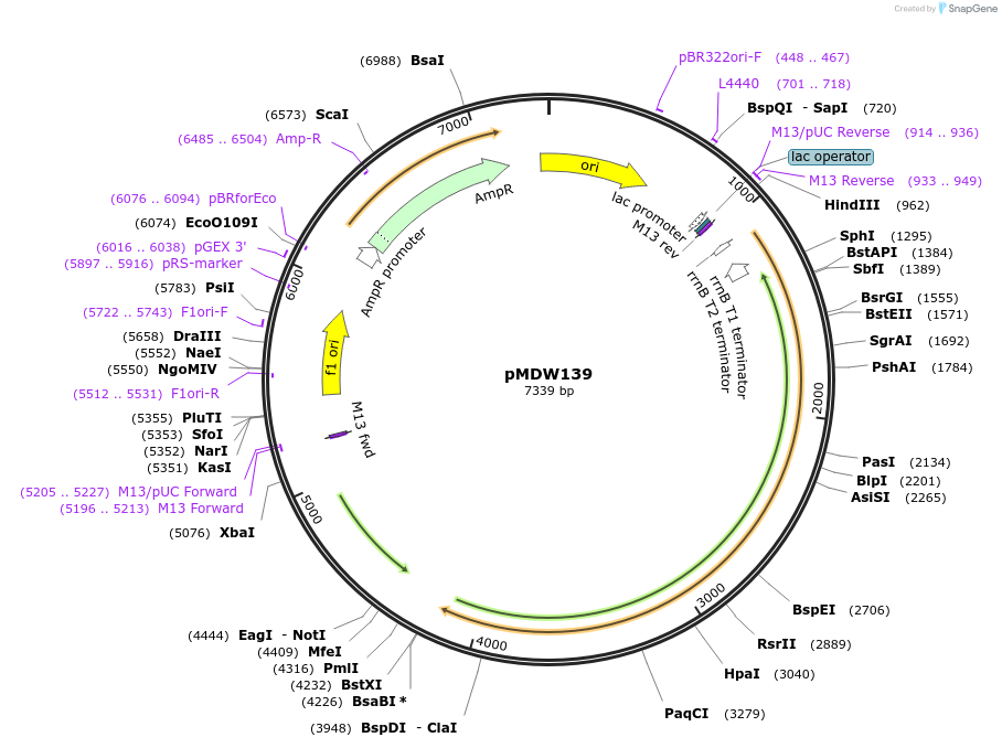 227336-plasmid-map-sequence-id-451681