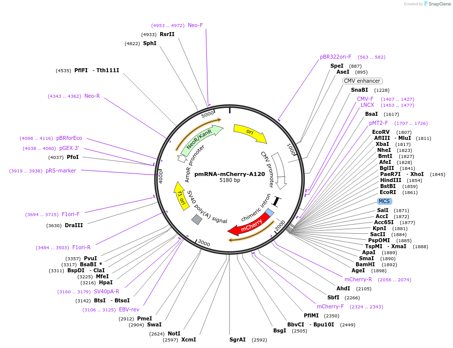 225904-plasmid-map-sequence-id-451687