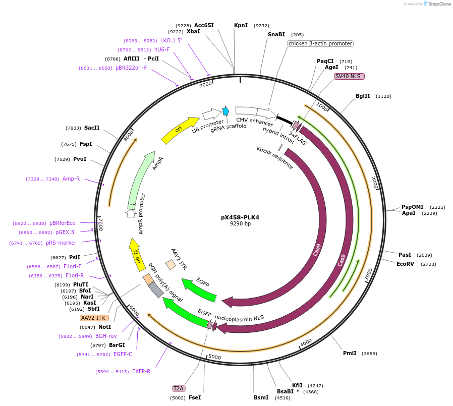 227310-plasmid-map-sequence-id-451689