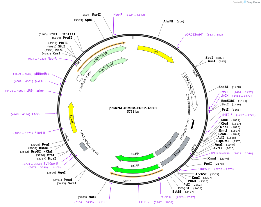 225905-plasmid-map-sequence-id-451690