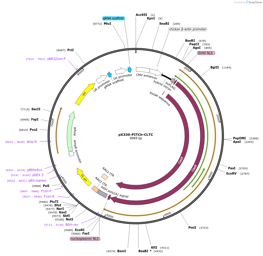 227312-plasmid-map-sequence-id-451691