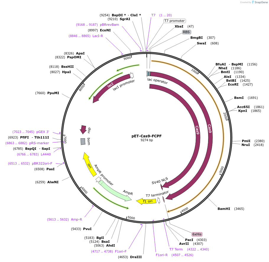 220132-plasmid-map-sequence-id-451692