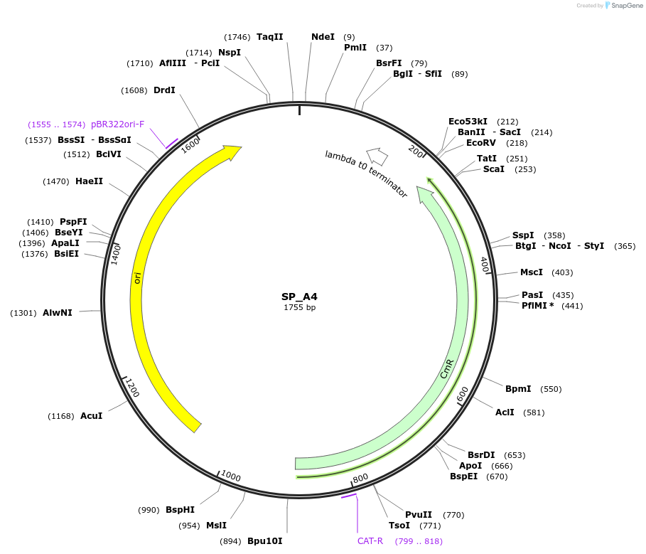 228148-plasmid-map-sequence-id-451693