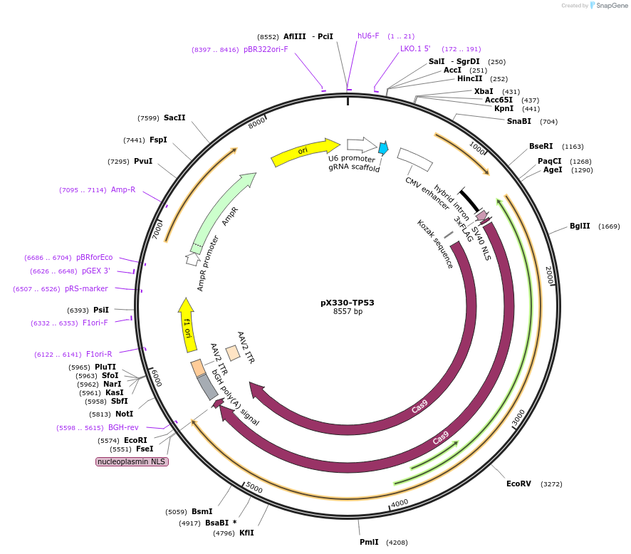227318-plasmid-map-sequence-id-451697