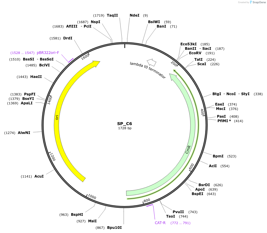 228162-plasmid-map-sequence-id-451724