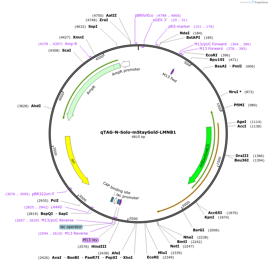 227328-plasmid-map-sequence-id-451726