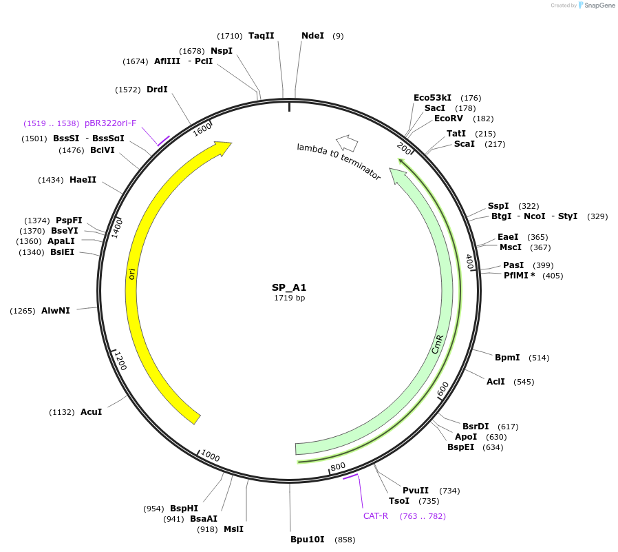 228145-plasmid-map-sequence-id-451728