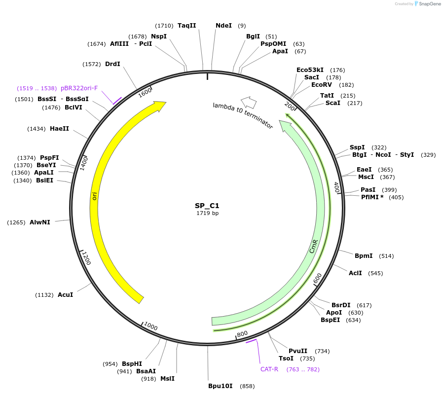228157-plasmid-map-sequence-id-451731