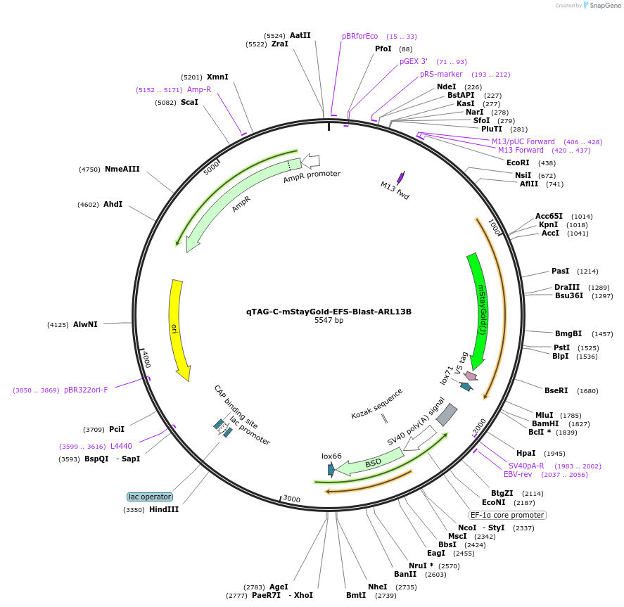 227278-plasmid-map-sequence-id-451732