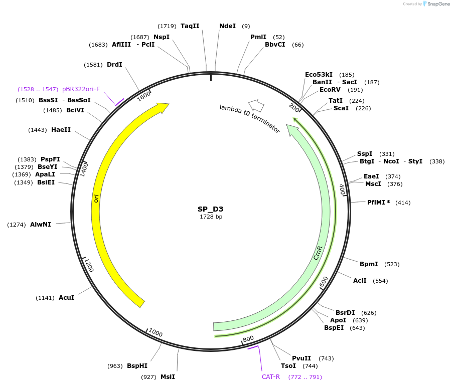 228165-plasmid-map-sequence-id-451738