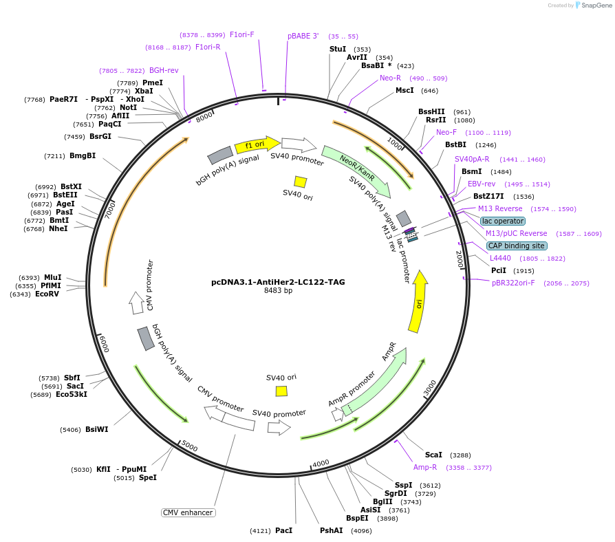 226839-plasmid-map-sequence-id-451751