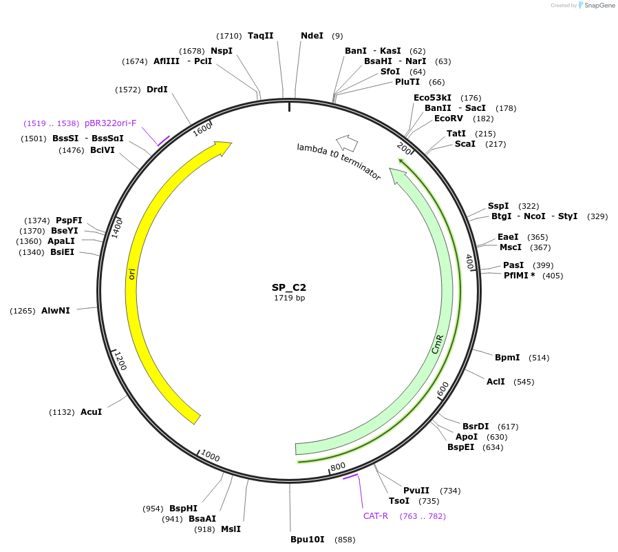 228158-plasmid-map-sequence-id-451753