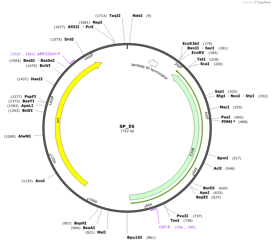 228174-plasmid-map-sequence-id-451754