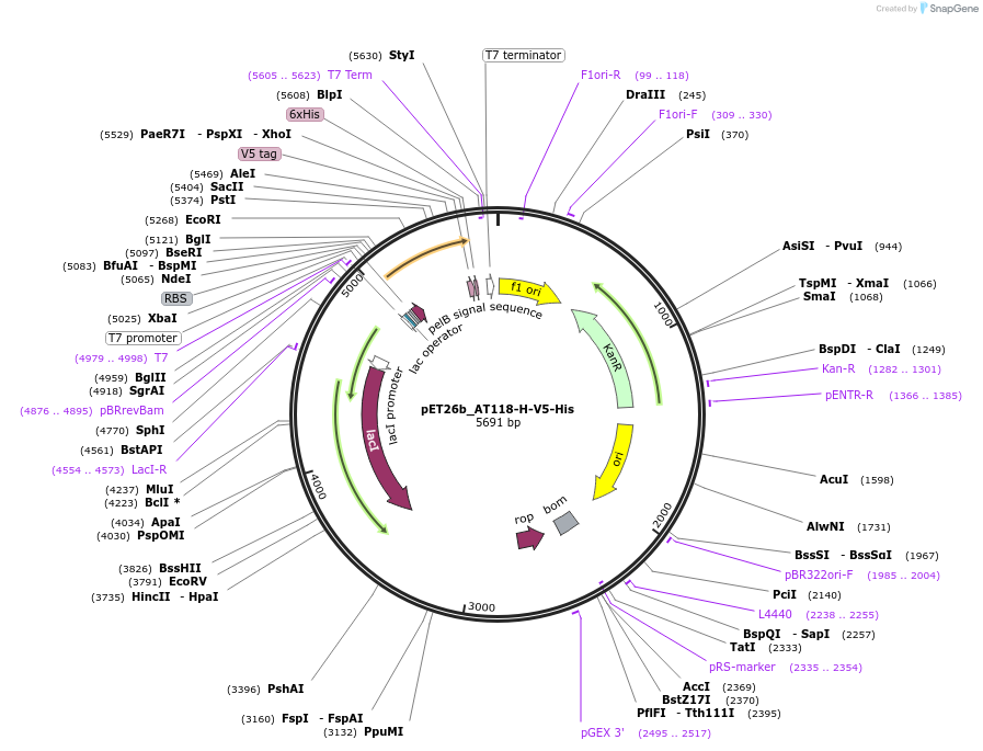 222850-plasmid-map-sequence-id-451755