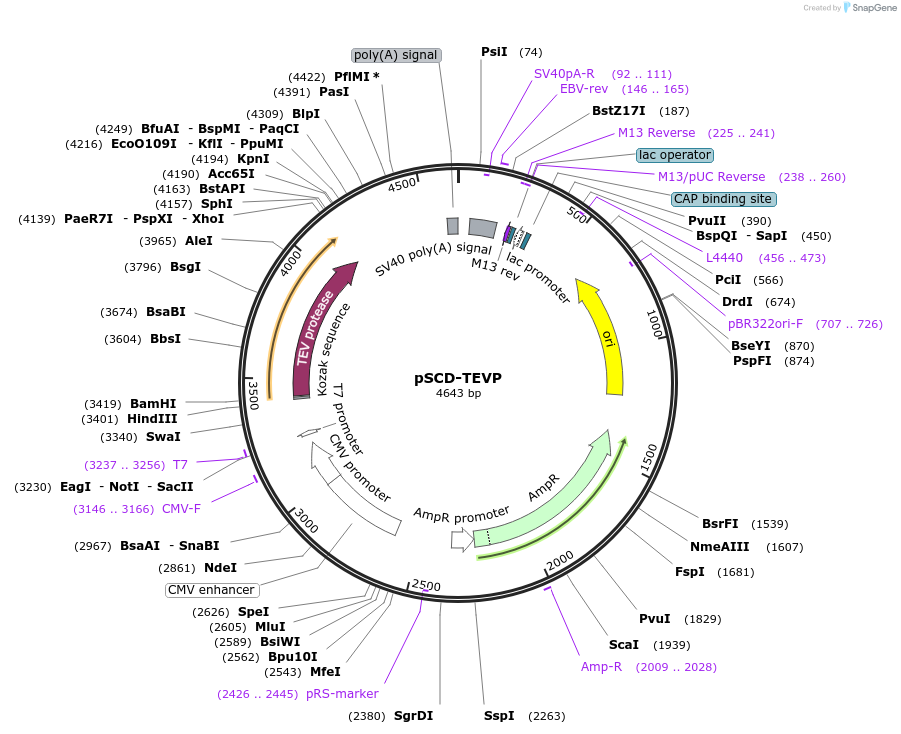 226225-plasmid-map-sequence-id-451758