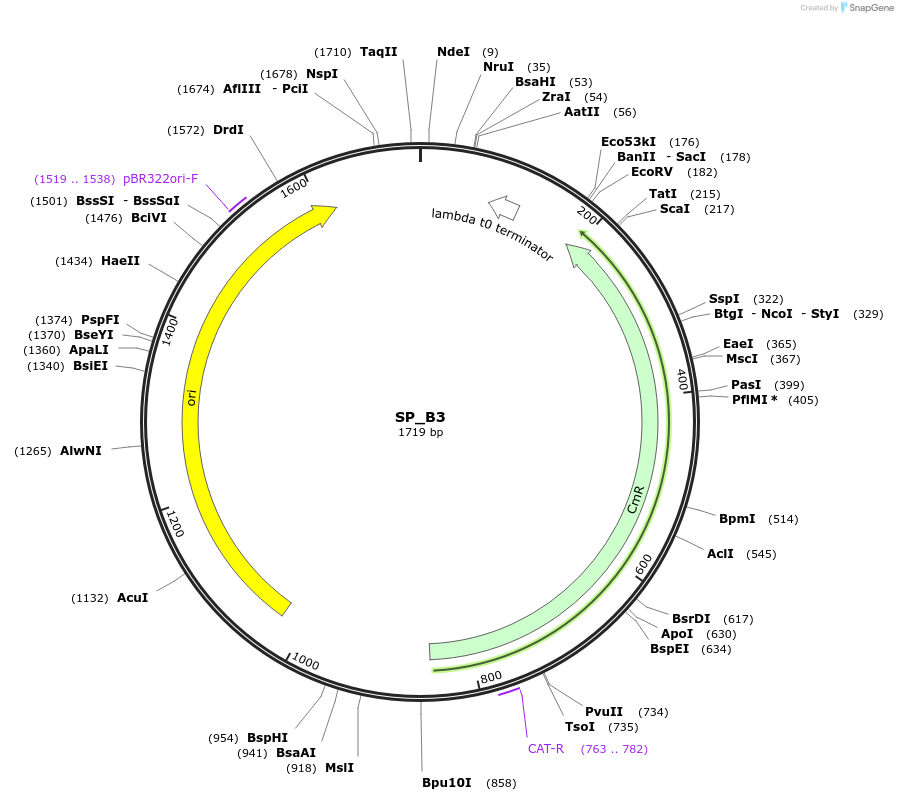 228153-plasmid-map-sequence-id-451760