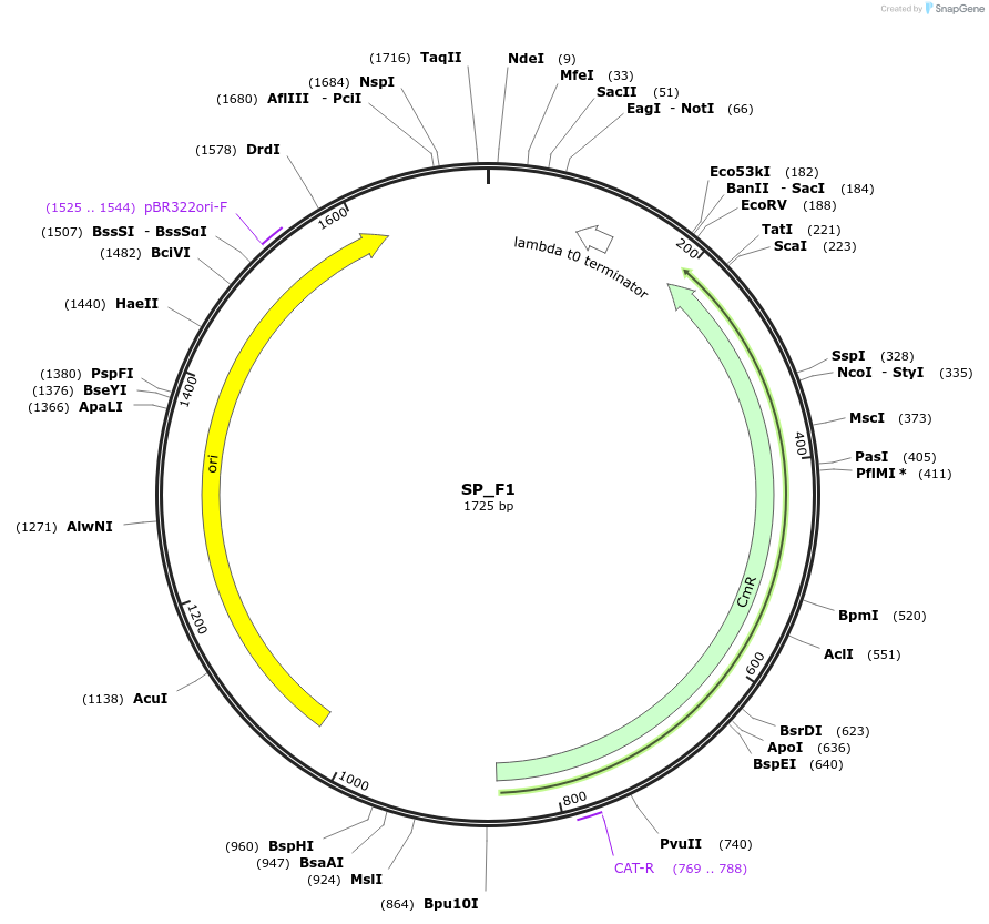 228175-plasmid-map-sequence-id-451762
