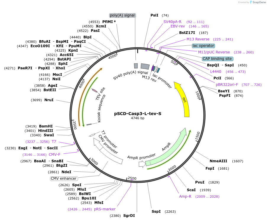 226230-plasmid-map-sequence-id-451763