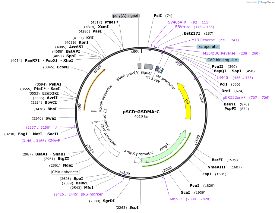 226235-plasmid-map-sequence-id-451767