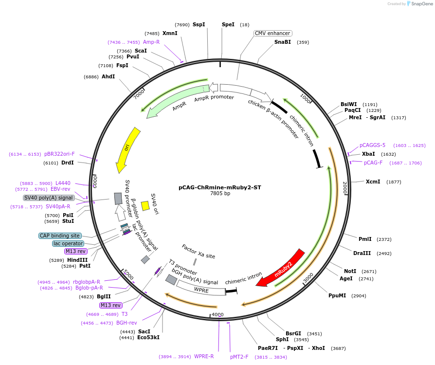 227777-plasmid-map-sequence-id-451770