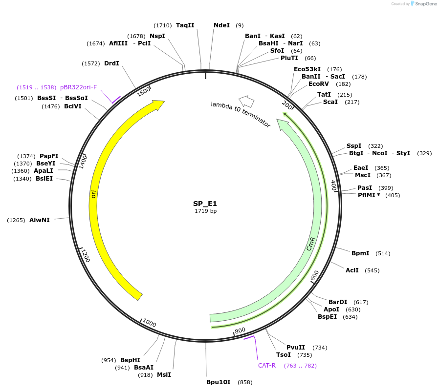 228169-plasmid-map-sequence-id-451773