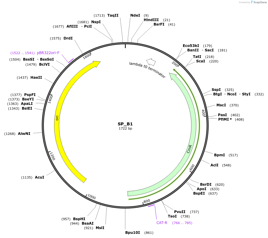 228151-plasmid-map-sequence-id-451775