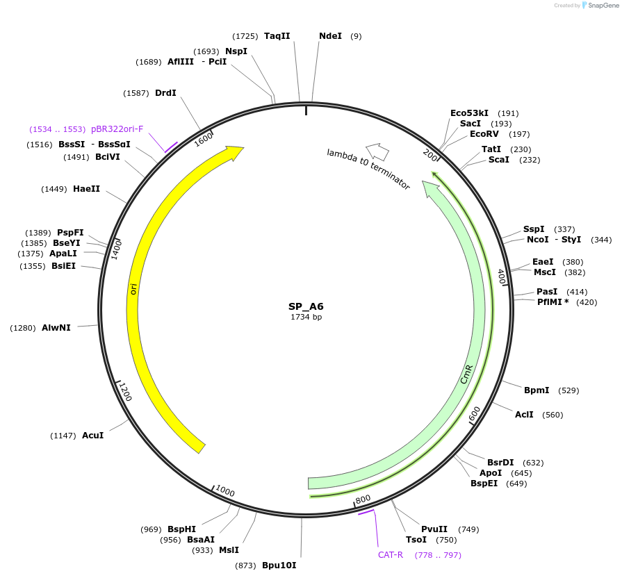 228150-plasmid-map-sequence-id-451776