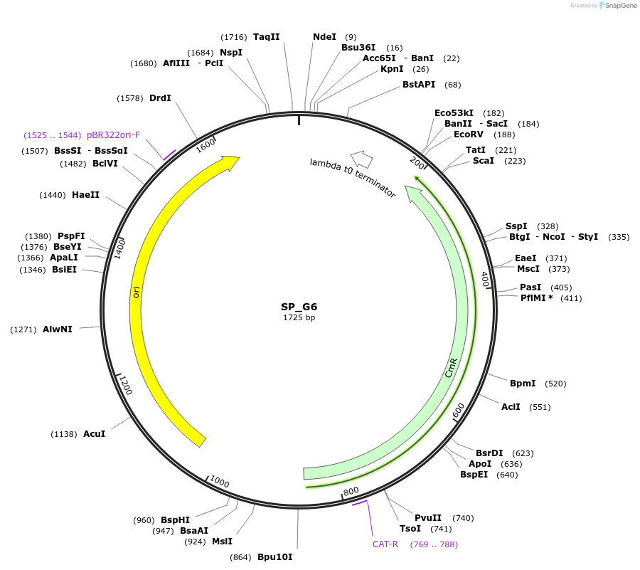 228186-plasmid-map-sequence-id-451783