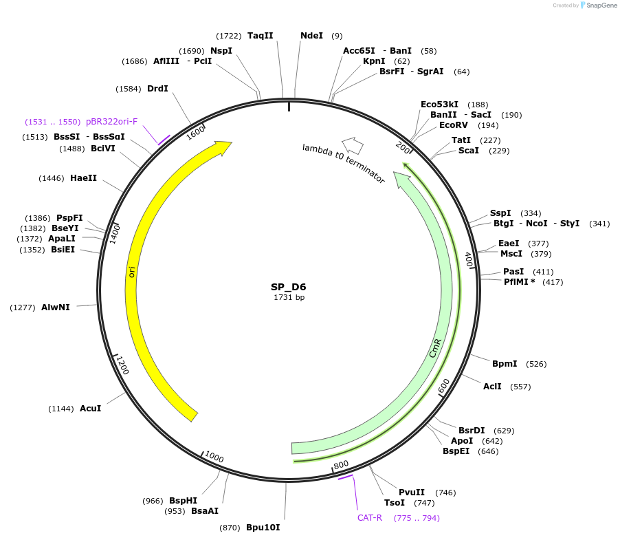 228168-plasmid-map-sequence-id-451784