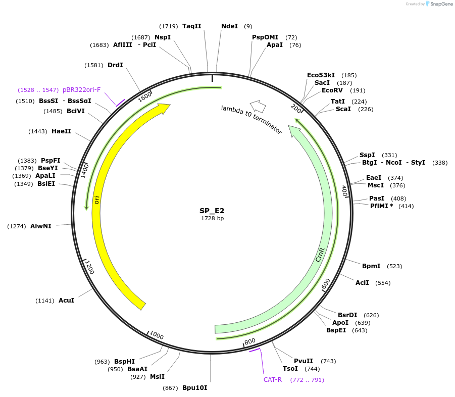 228170-plasmid-map-sequence-id-451787