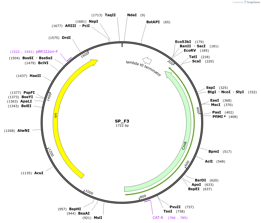 228177-plasmid-map-sequence-id-451788