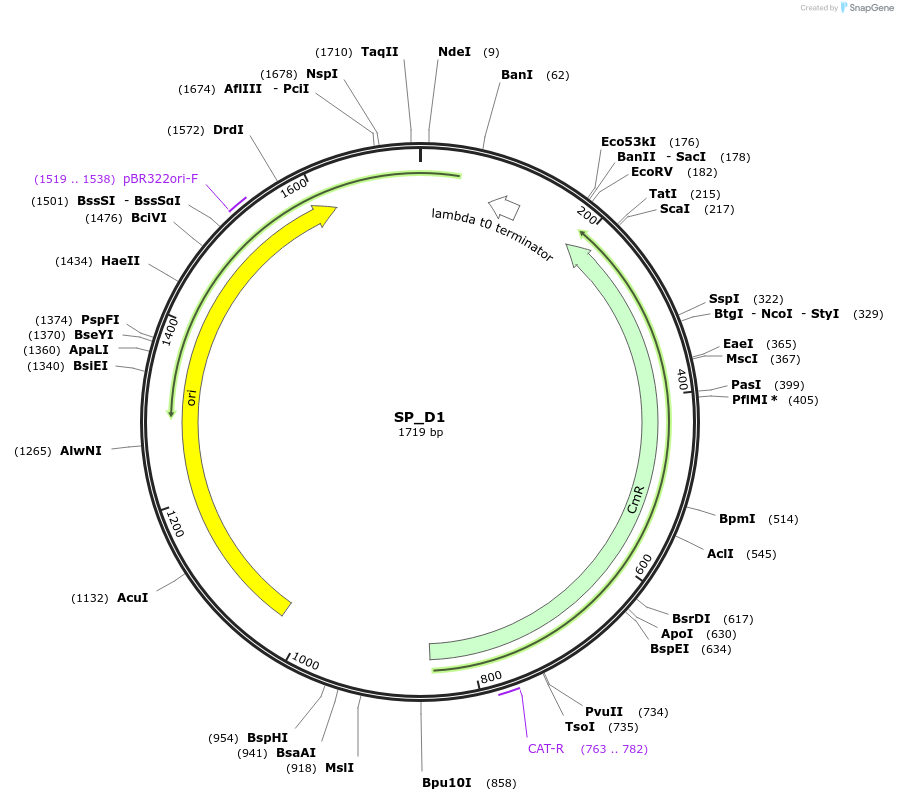 228163-plasmid-map-sequence-id-451791