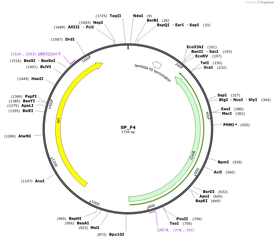 228178-plasmid-map-sequence-id-451792