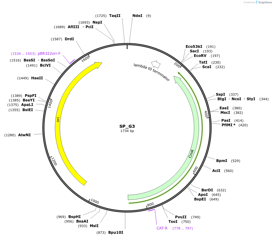 228183-plasmid-map-sequence-id-451798