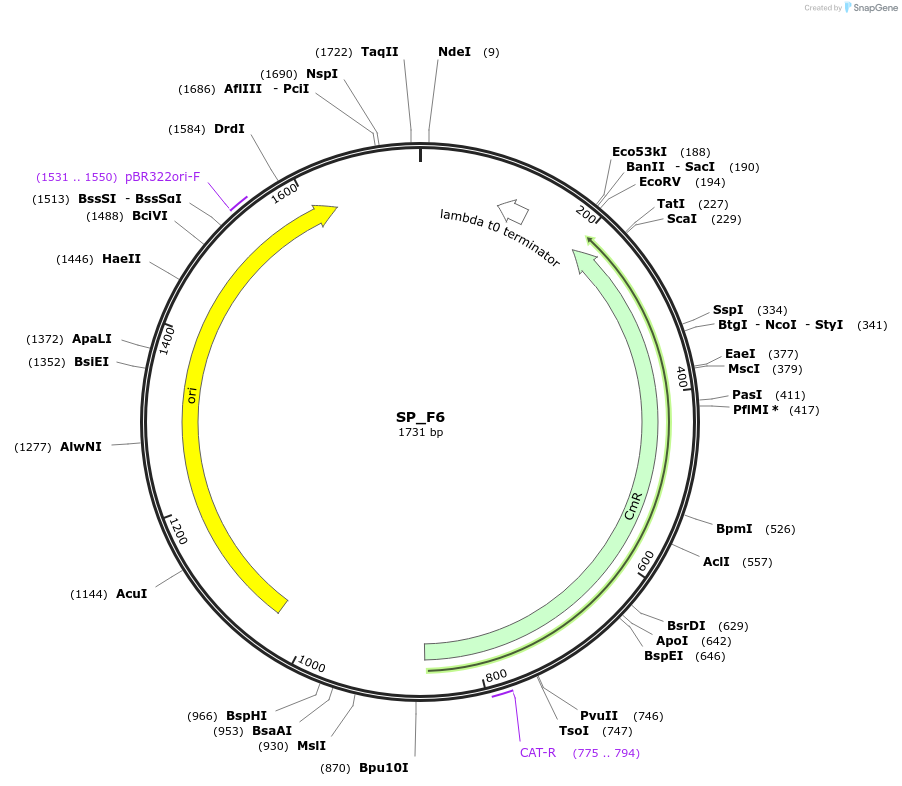 228180-plasmid-map-sequence-id-451845