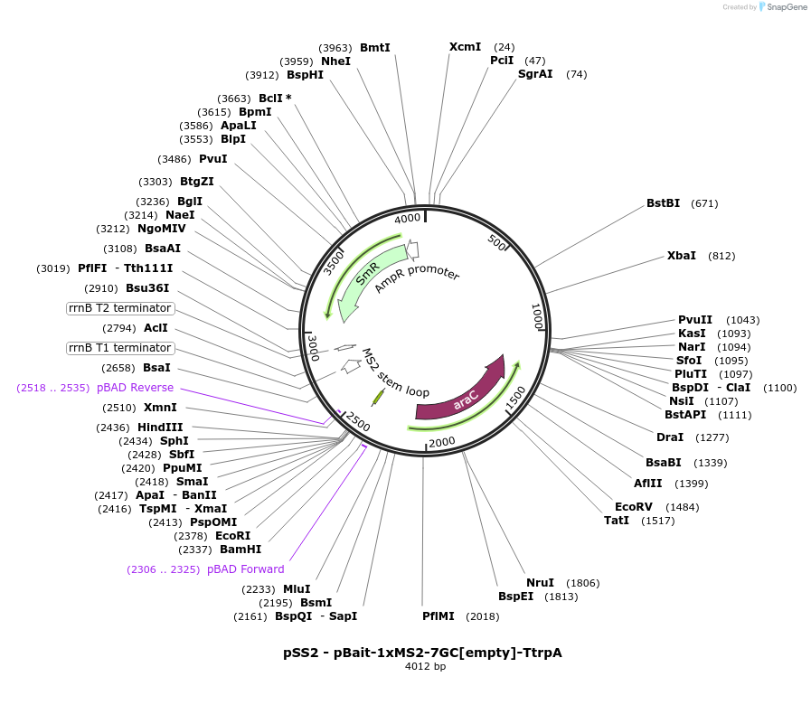 222406-plasmid-map-sequence-id-451847