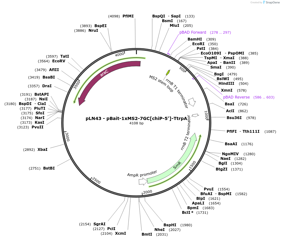 222404-plasmid-map-sequence-id-451848