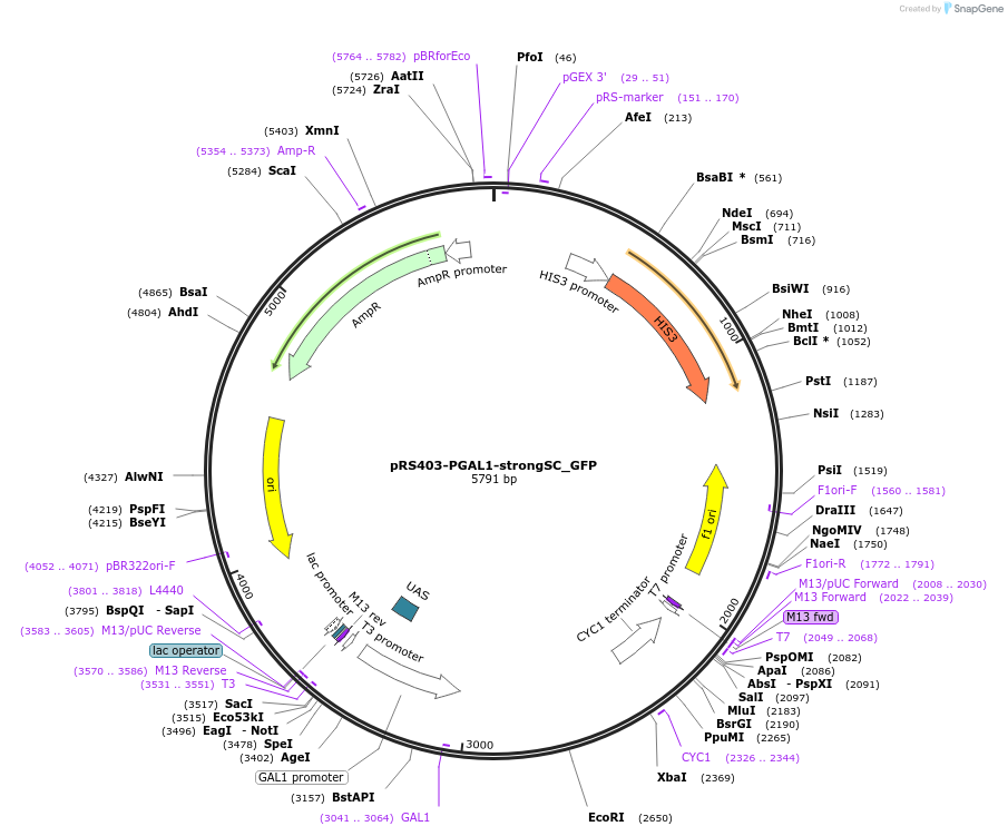 22316-plasmid-map-sequence-id-45185