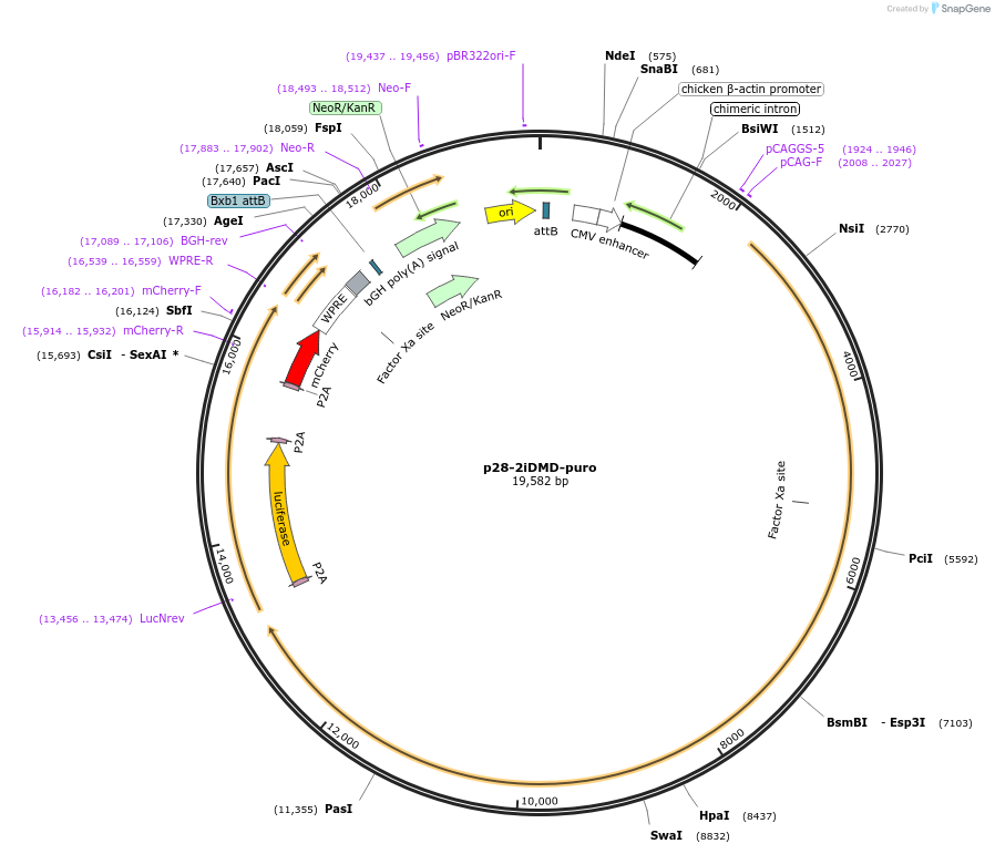 88895-plasmid-map-sequence-id-451851