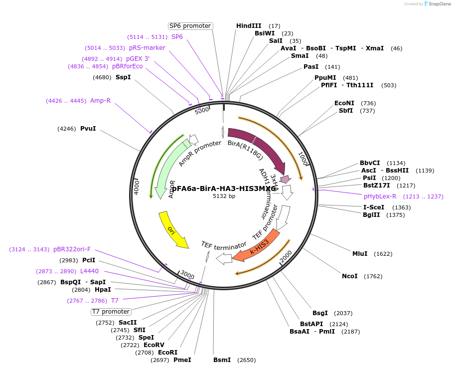 227975-plasmid-map-sequence-id-451854