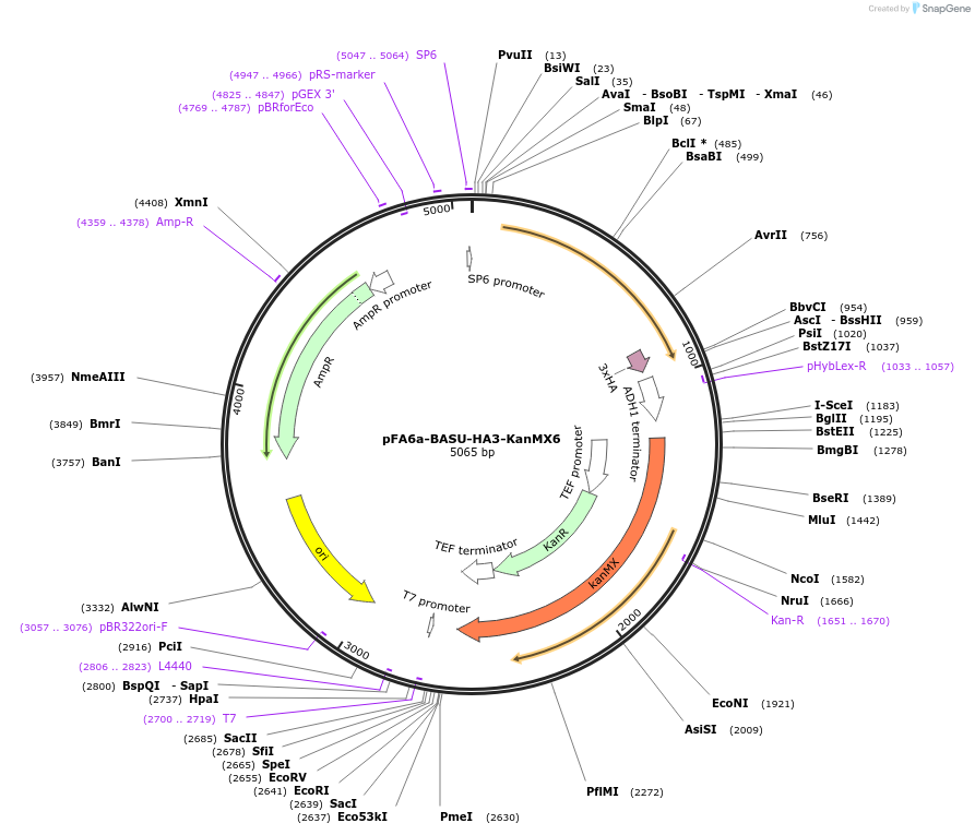 227978-plasmid-map-sequence-id-451856