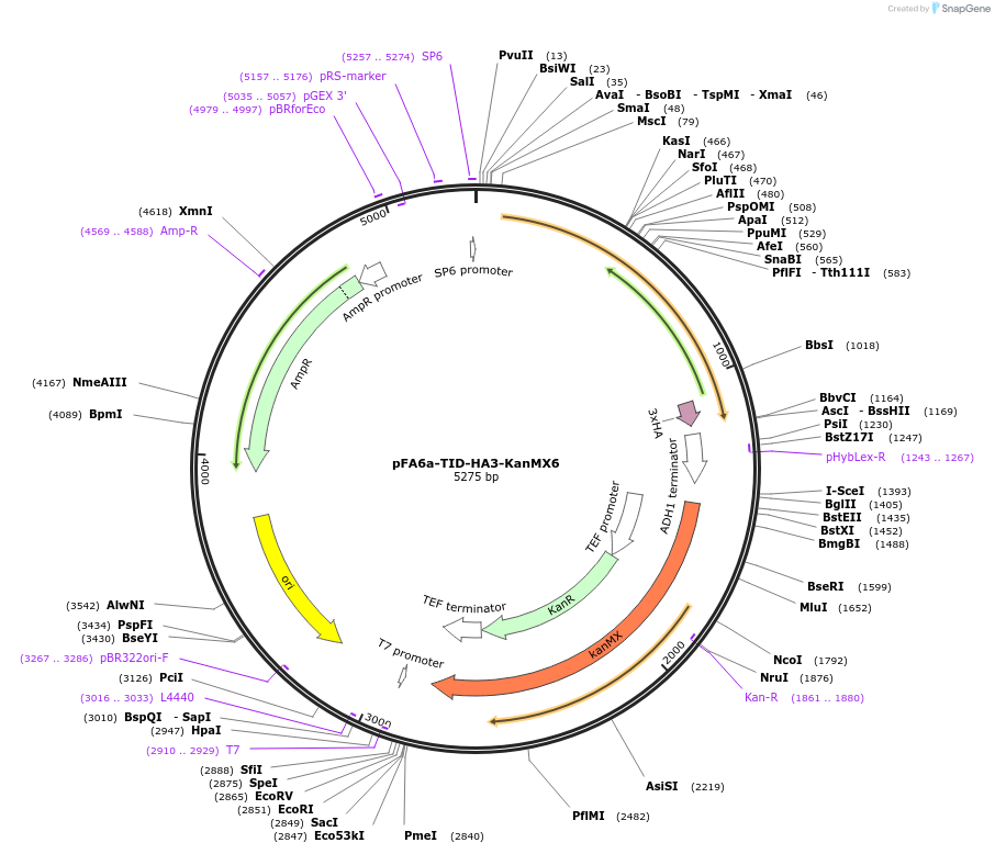 227980-plasmid-map-sequence-id-451857